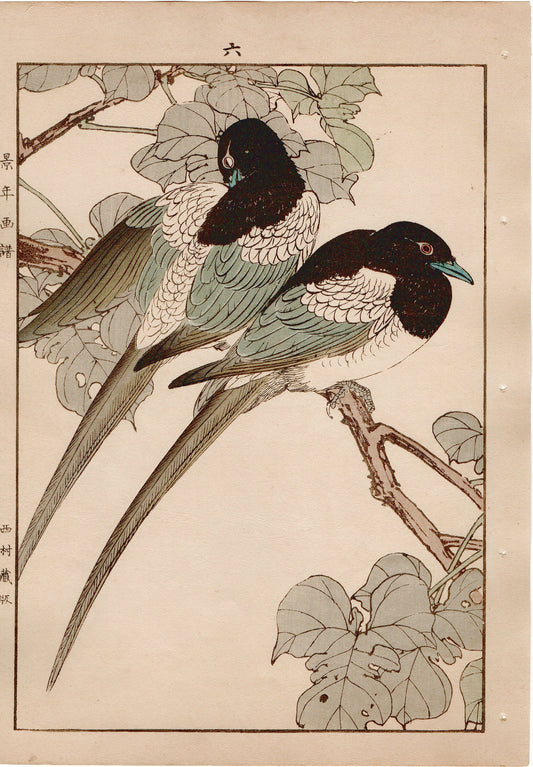 1892, Imao Keinen, "Broussonetia papyrifera, Eurasian magpie"