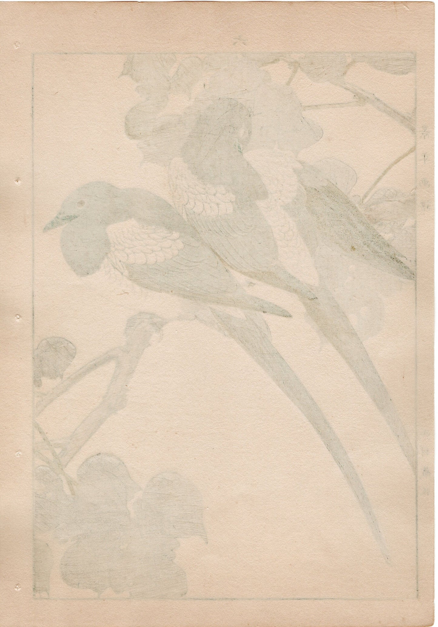 1892, Imao Keinen, "Broussonetia papyrifera, Eurasian magpie"