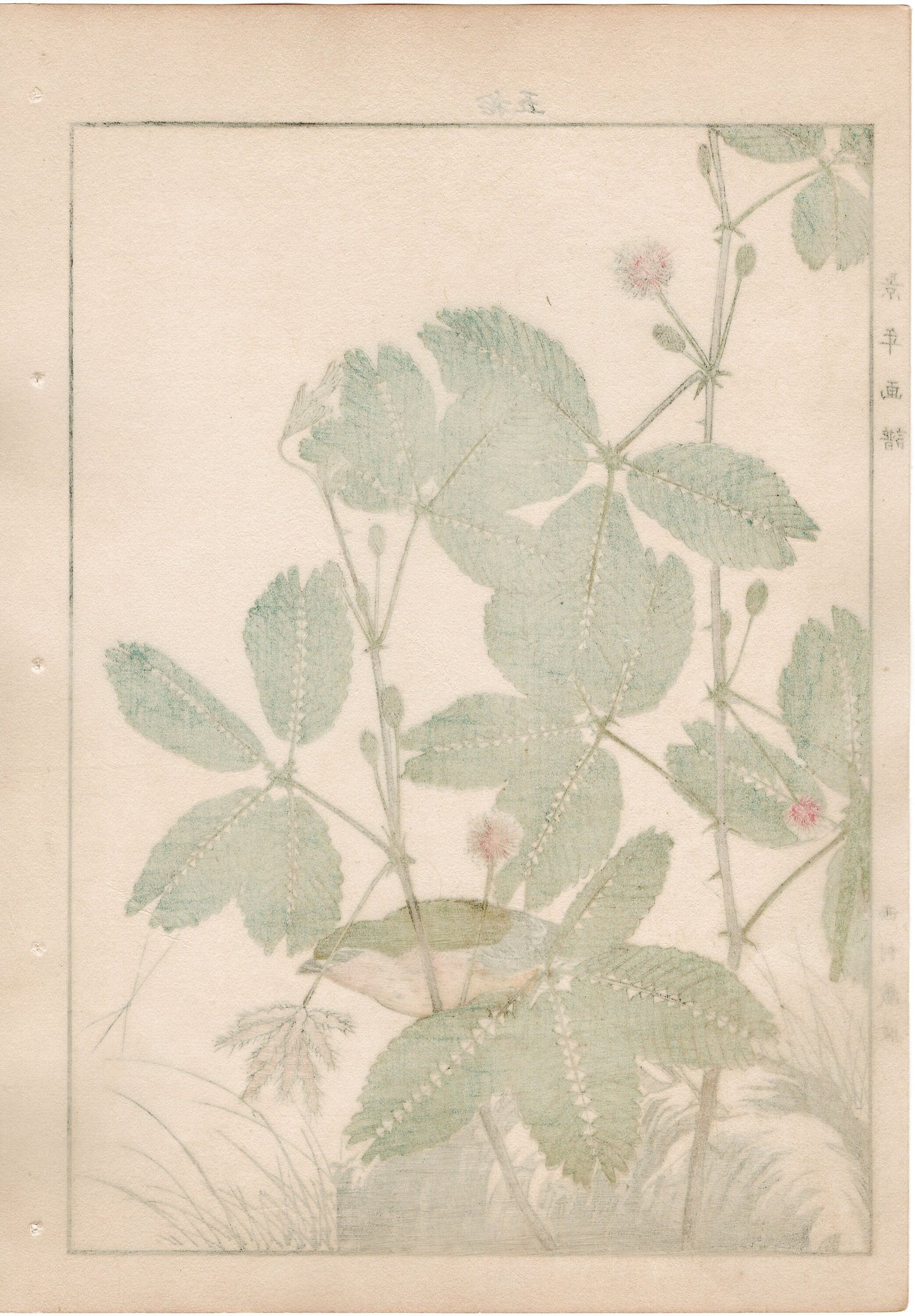 1892, Imao Keinen, "Sensitive plant, Pin-tailed parrotfinch"