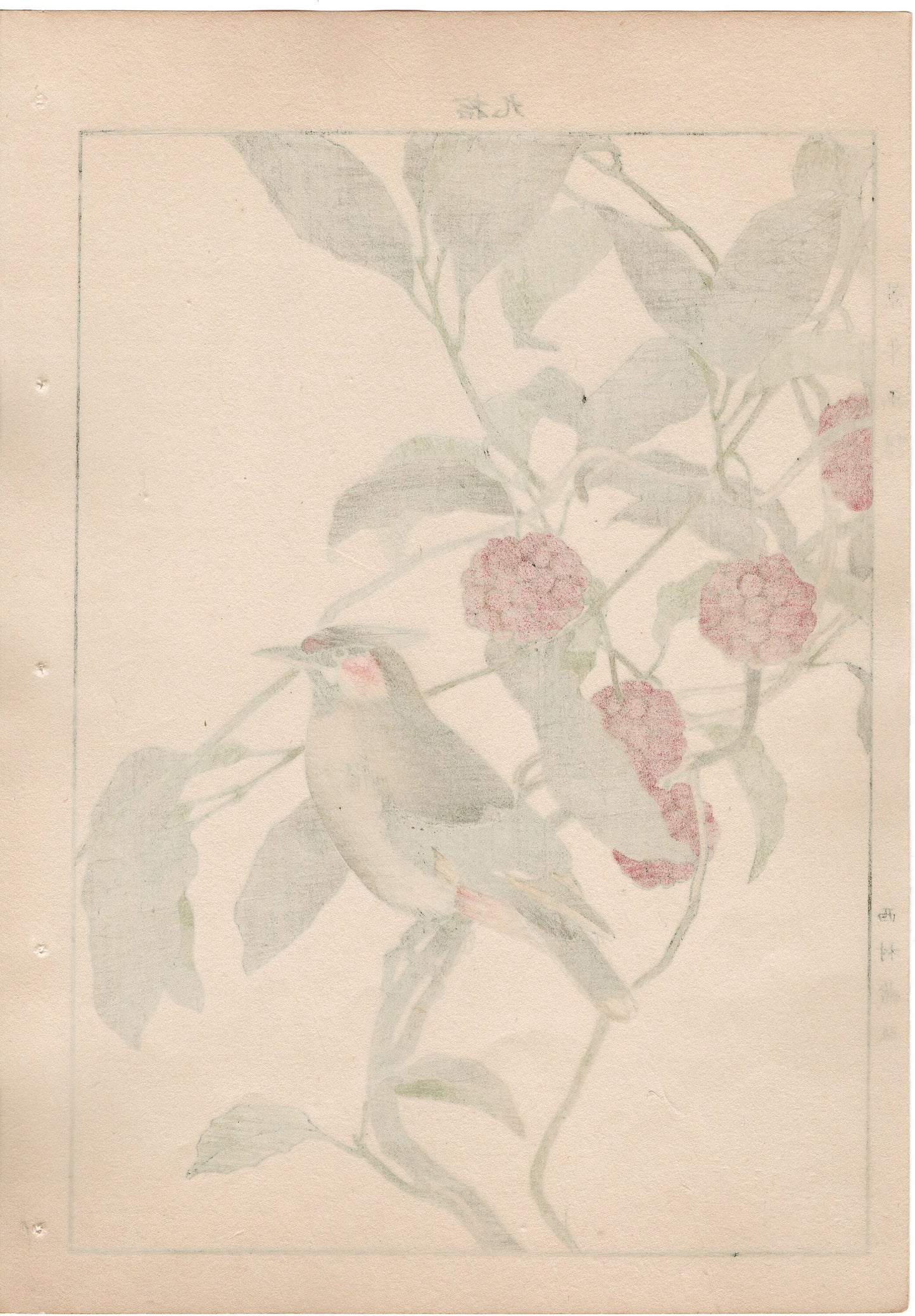 1892, Imao Keinen, "Japanese kadsura, Bohemian waxwing"