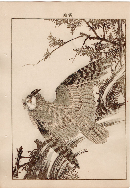 1892, Imao Keinen, "Hinoki cypress, Horned owl"