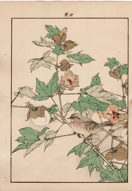 1892, Imao Keinen, "Cotton flower, Japanese accentor"