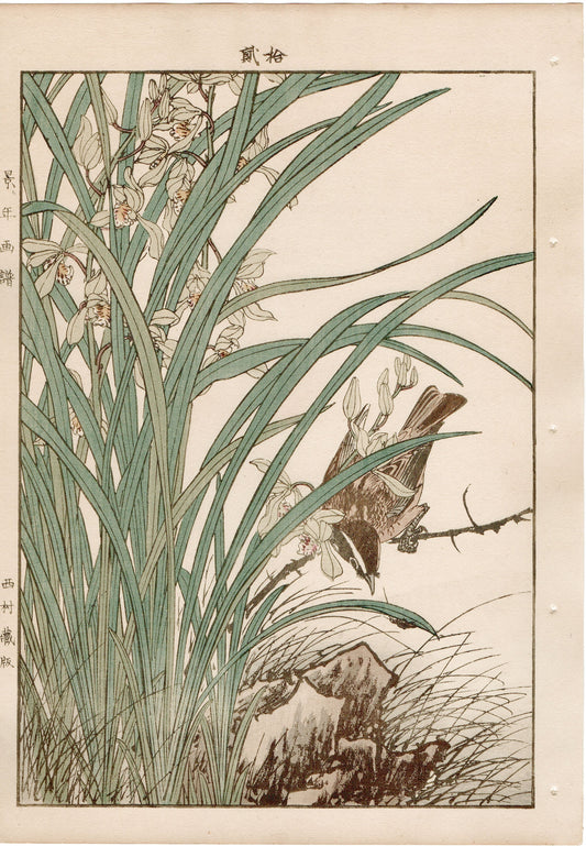 1892, Imao Keinen, "Four-season orchid, Kayamajico"