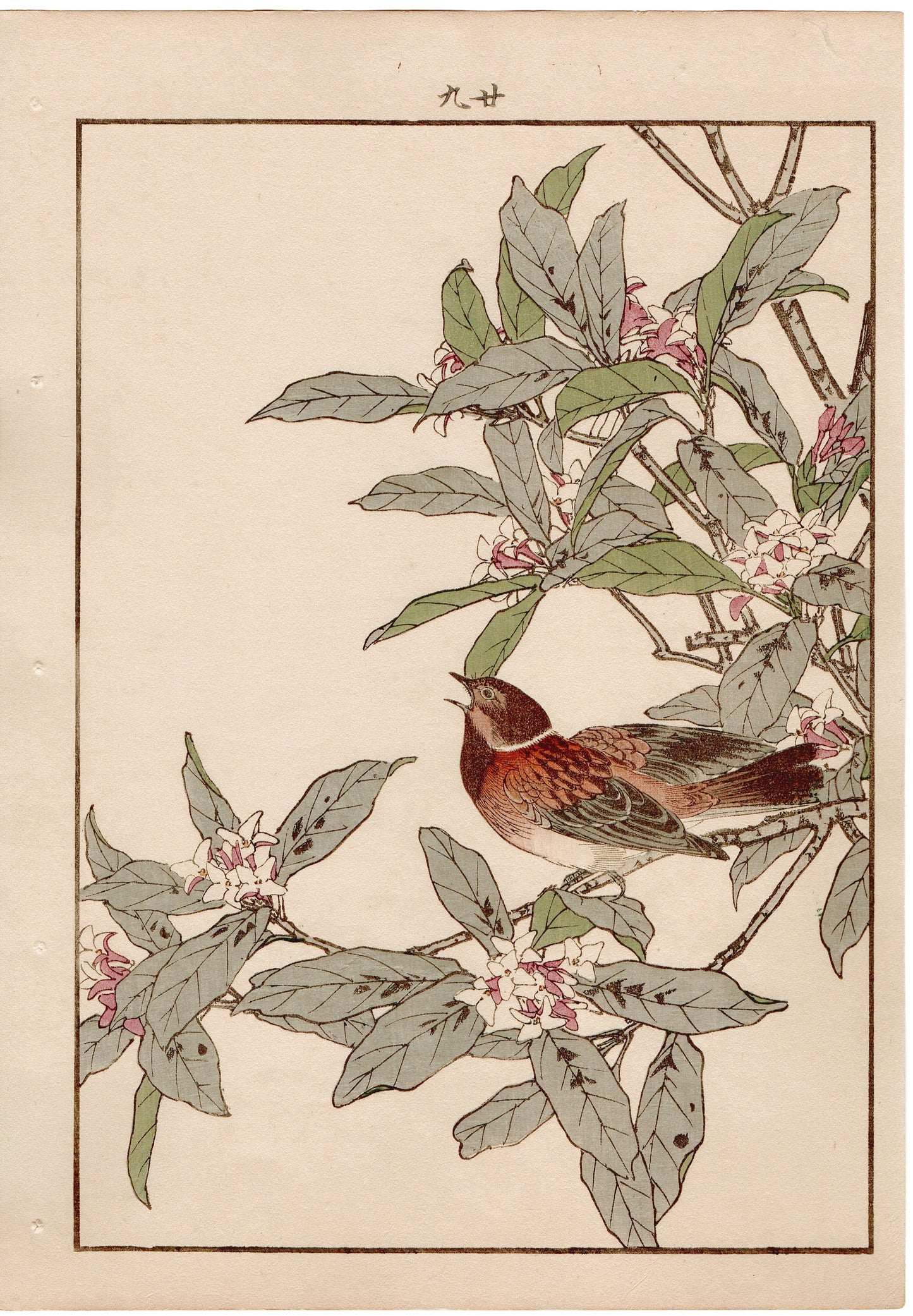 1892, Imao Keinen, " Daphne (Jinchoge), Pallas's Reed Bunting (Jyurin) "